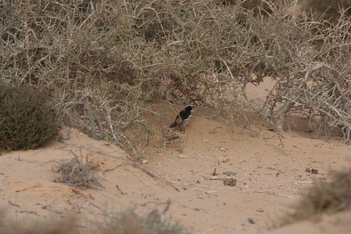 Red-rumped Wheatear - Guy RUFRAY