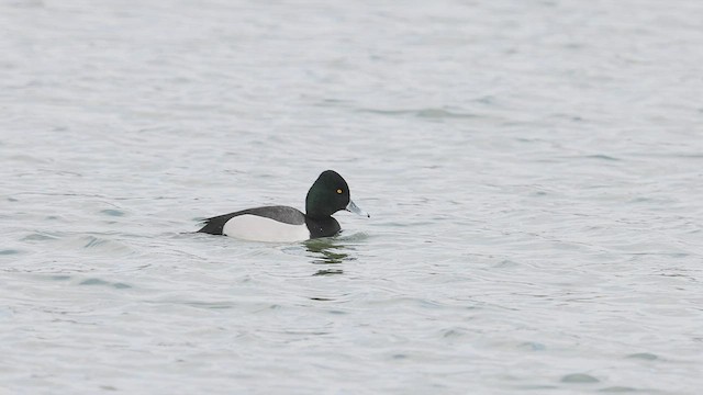 Ring-necked Duck x Greater Scaup (hybrid) - ML549763341