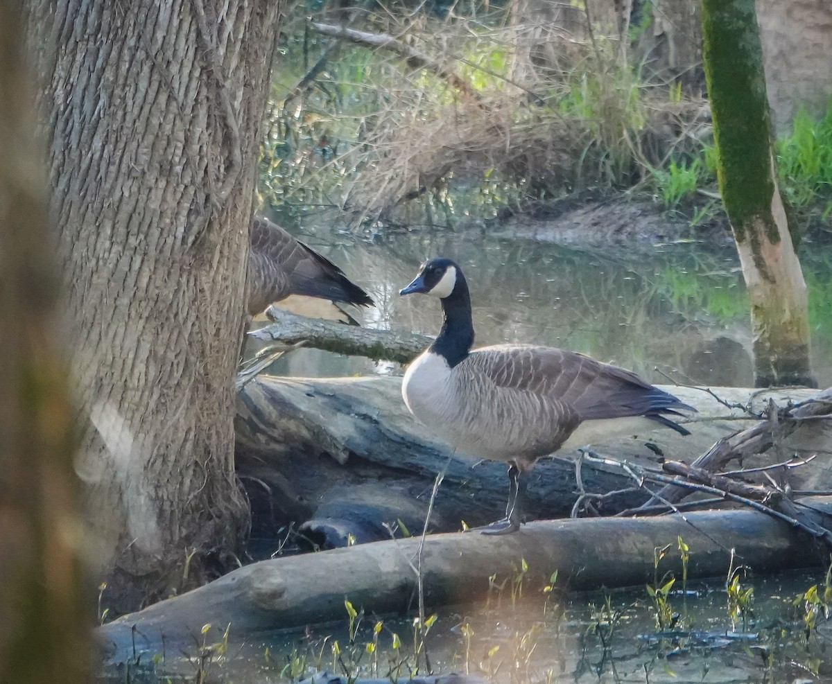 Canada Goose - ML549764621
