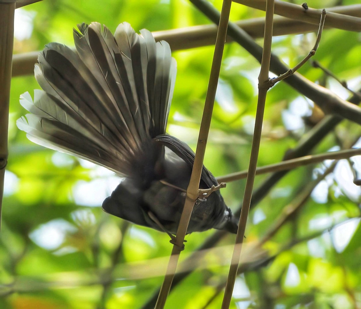 White-throated Fantail - ML549764901