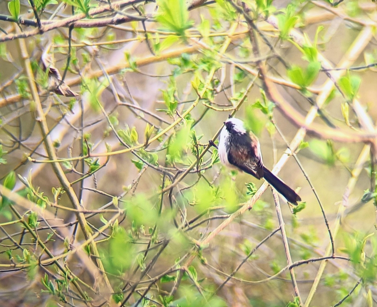 Long-tailed Tit - ML549765441