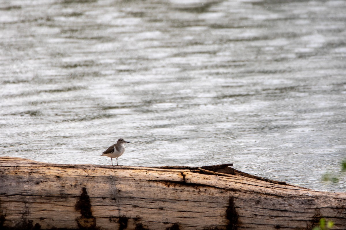 Common Sandpiper - Nathan Mixon