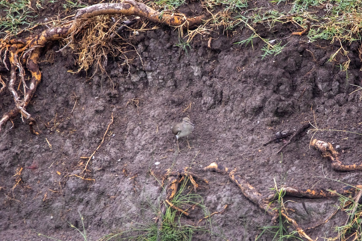 Common Sandpiper - ML549765881