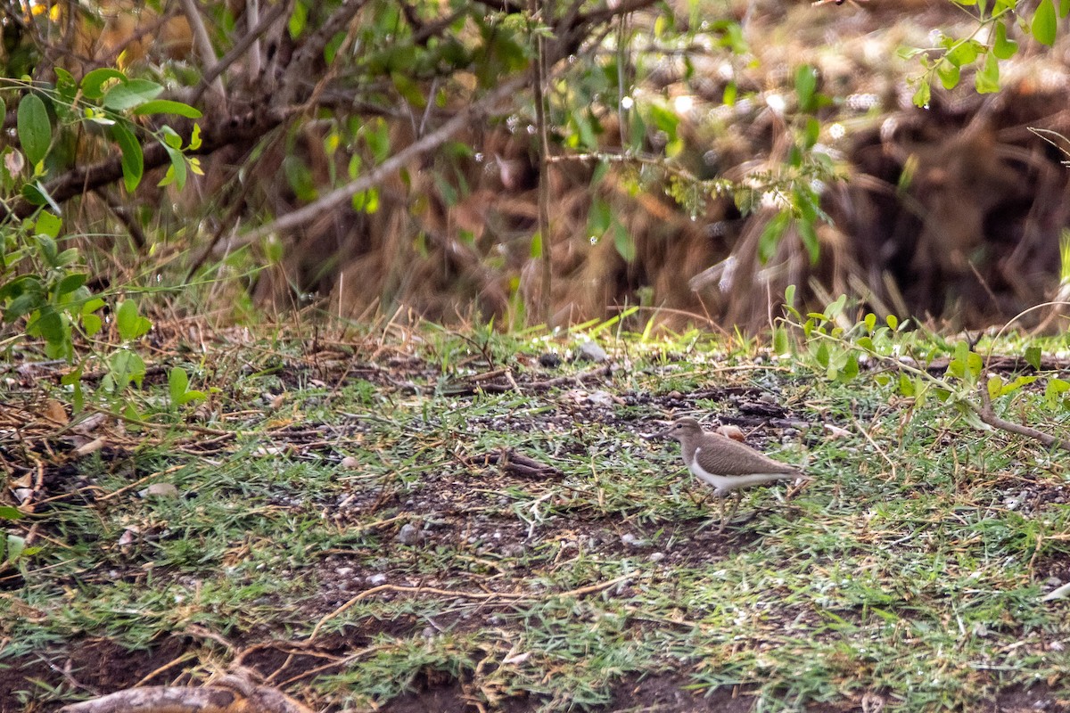 Common Sandpiper - ML549765891