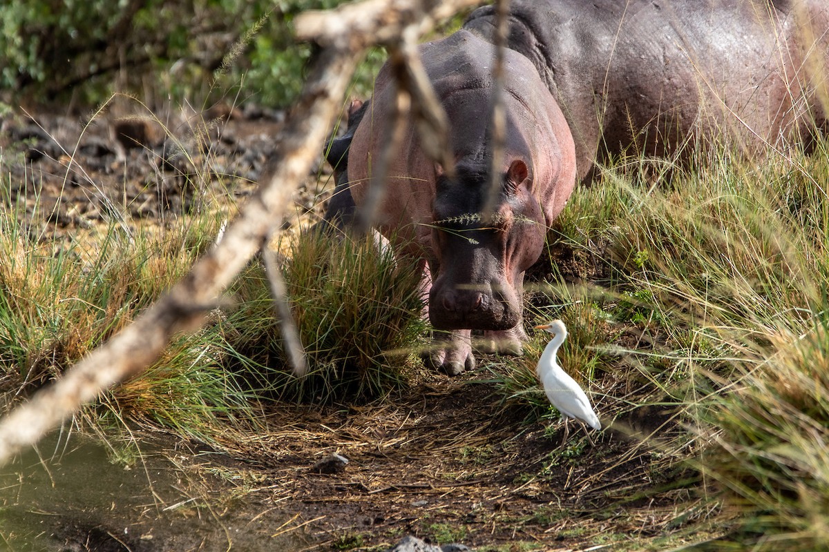 Western Cattle Egret - ML549766051