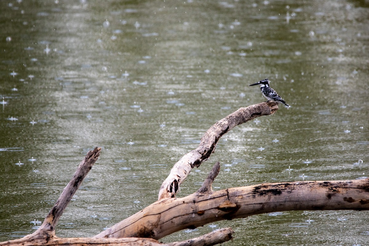 Pied Kingfisher - ML549766091