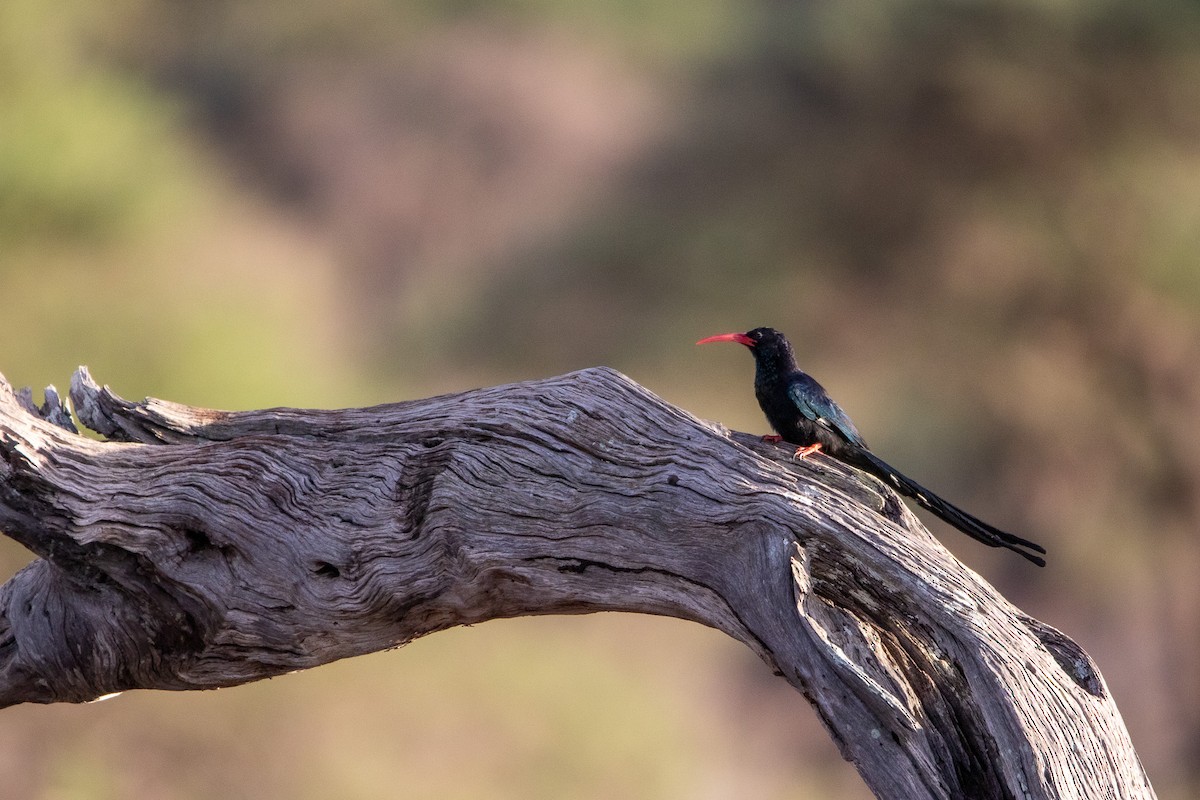 Violet Woodhoopoe - ML549766191