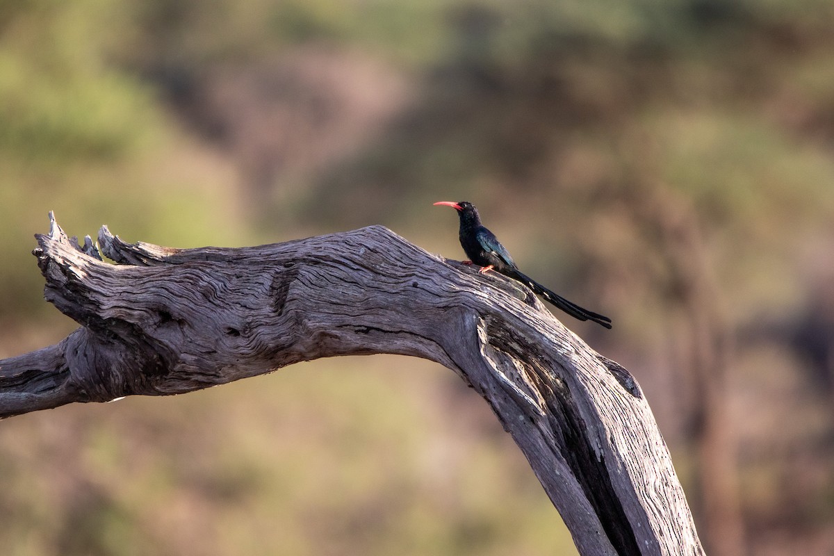 Violet Woodhoopoe - ML549766201