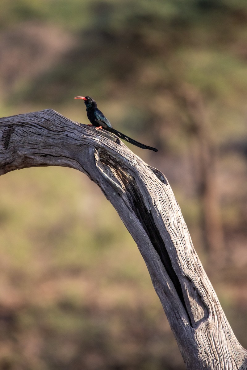 Violet Woodhoopoe - ML549766211