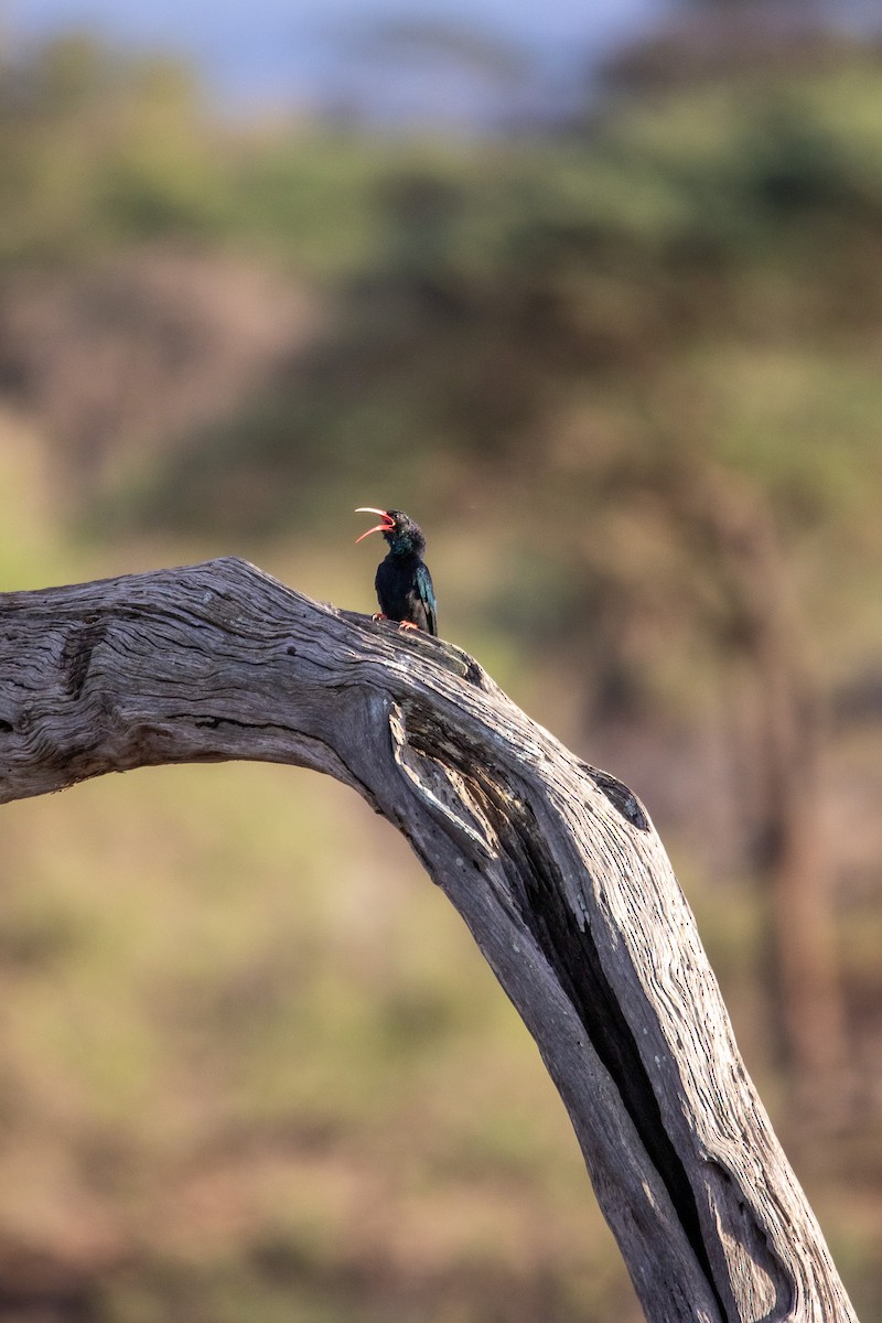 Violet Woodhoopoe - ML549766221