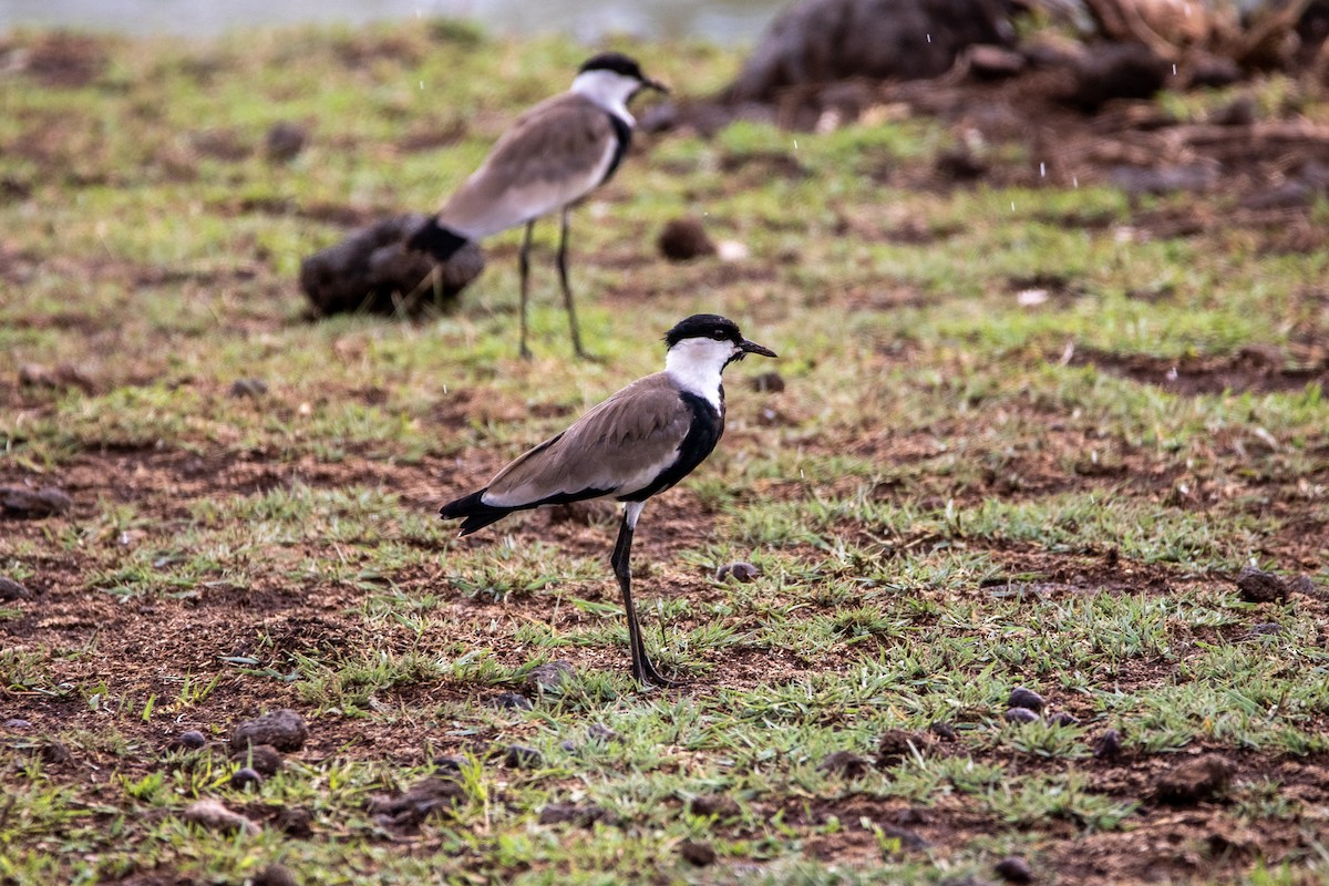 Spur-winged Lapwing - ML549766311