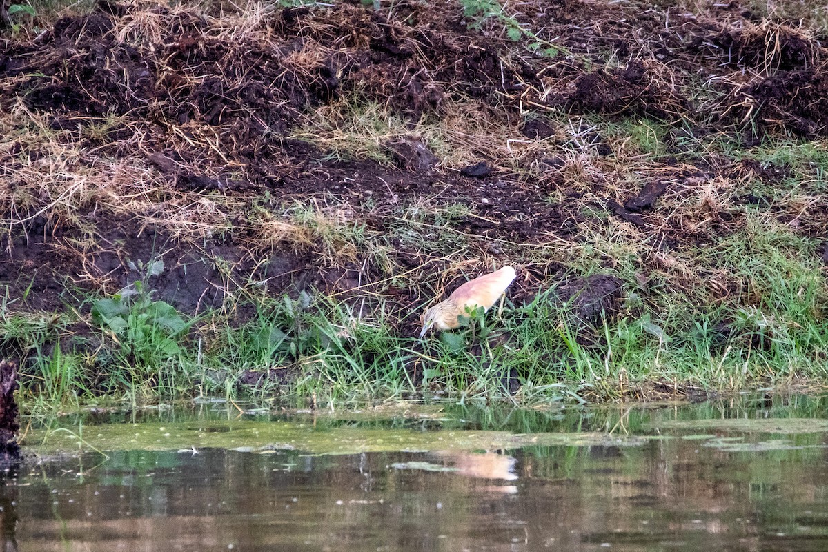 Squacco Heron - ML549766461