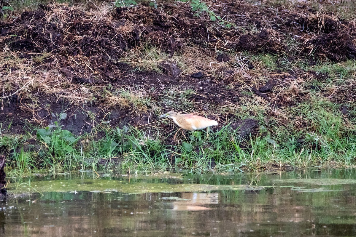 Squacco Heron - ML549766471