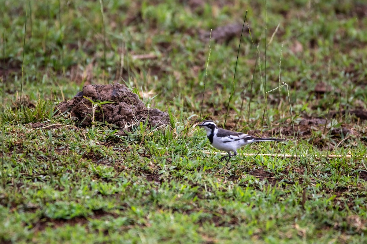 African Pied Wagtail - ML549766521