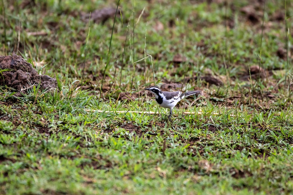 African Pied Wagtail - ML549766531