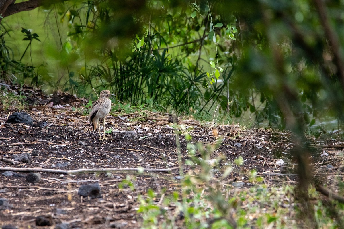 Water Thick-knee - ML549766701