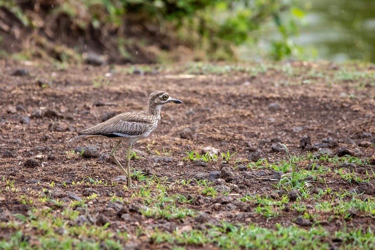 Water Thick-knee - ML549766721