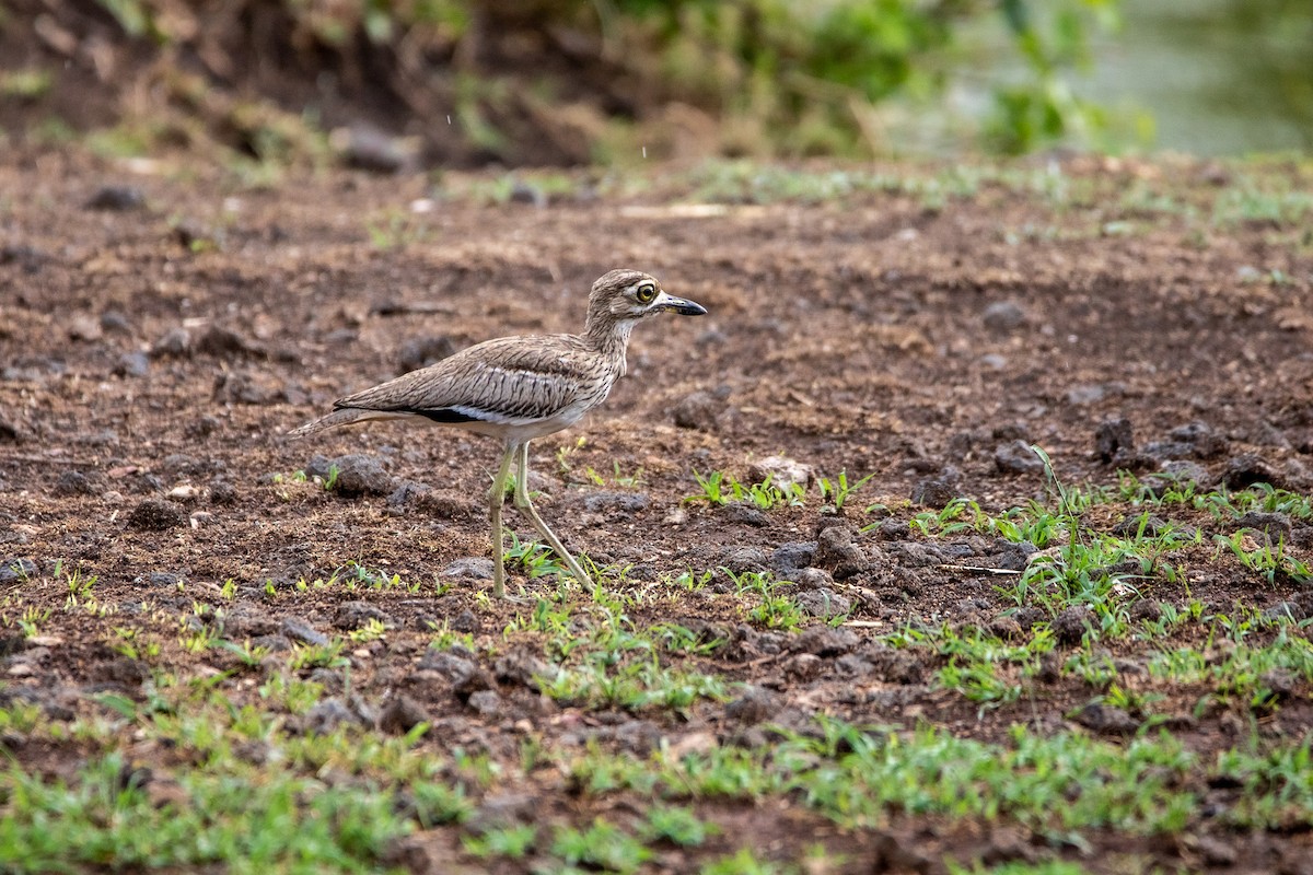 Water Thick-knee - ML549766731