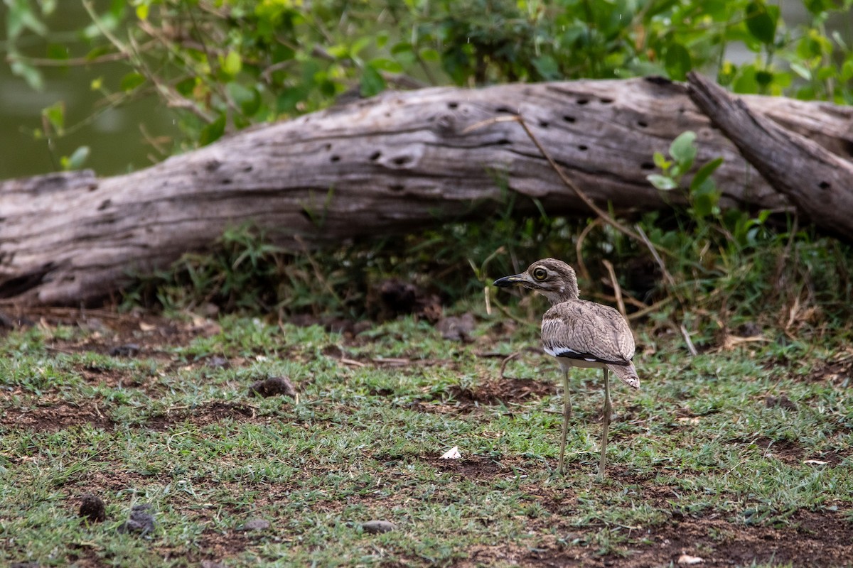 Water Thick-knee - ML549766741