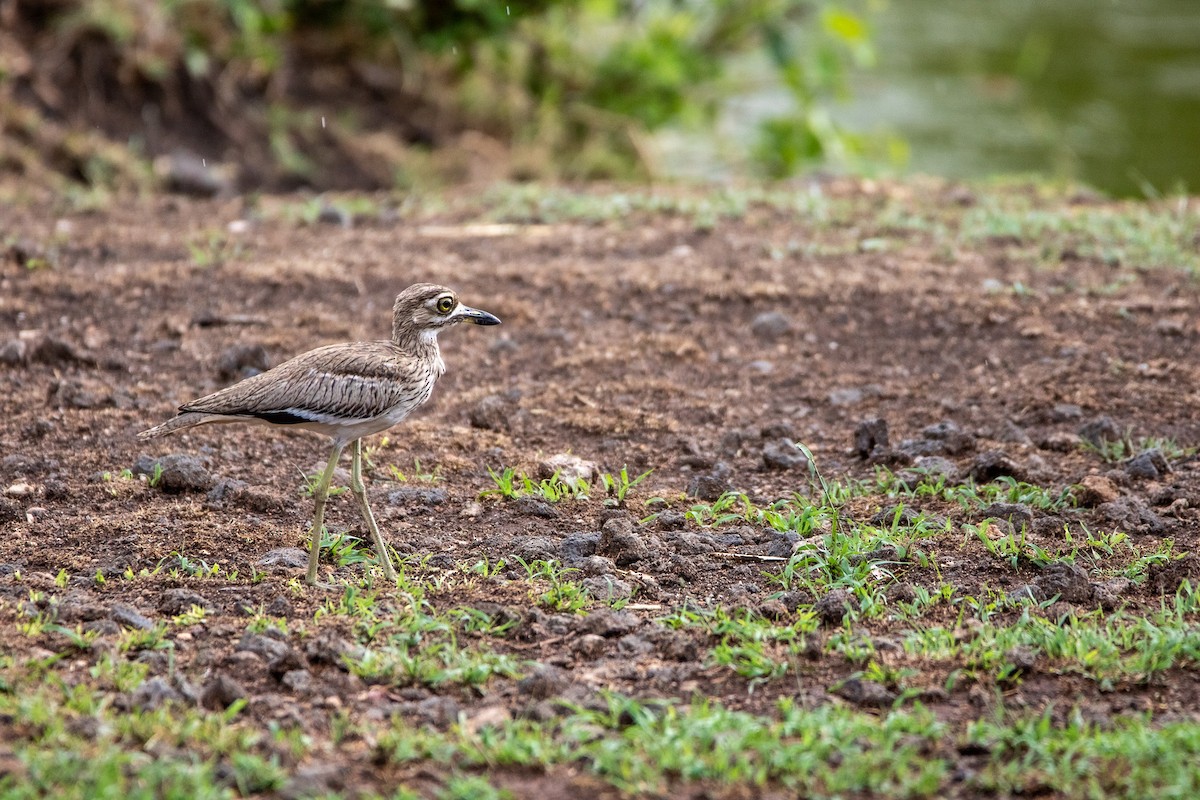 Water Thick-knee - ML549766751