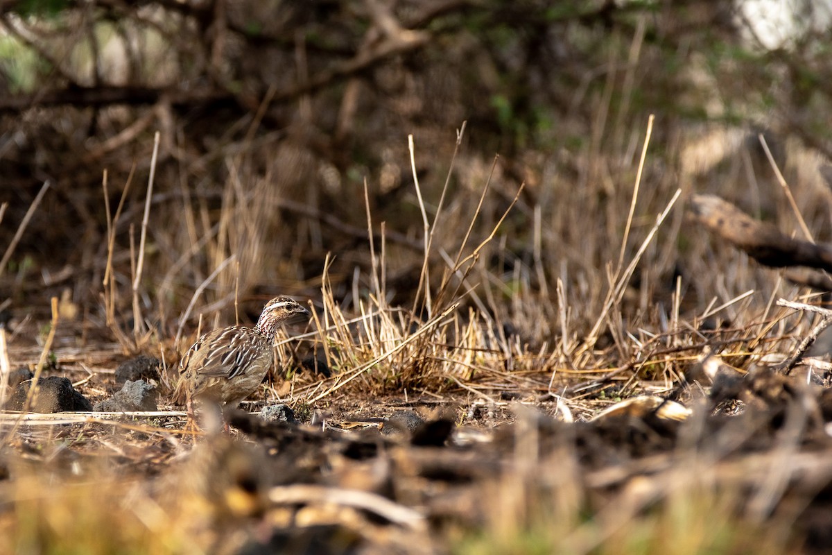 Crested Francolin - Nathan Mixon