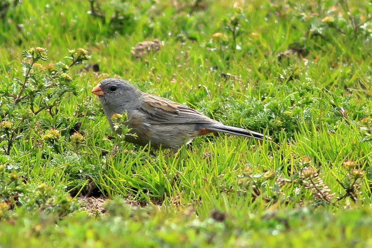 Plain-colored Seedeater - ML549767051