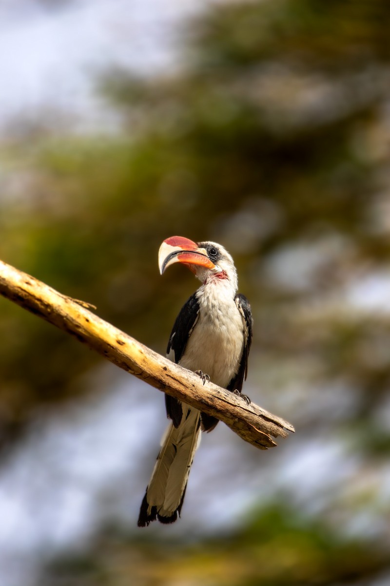 Von der Decken's Hornbill - ML549767141