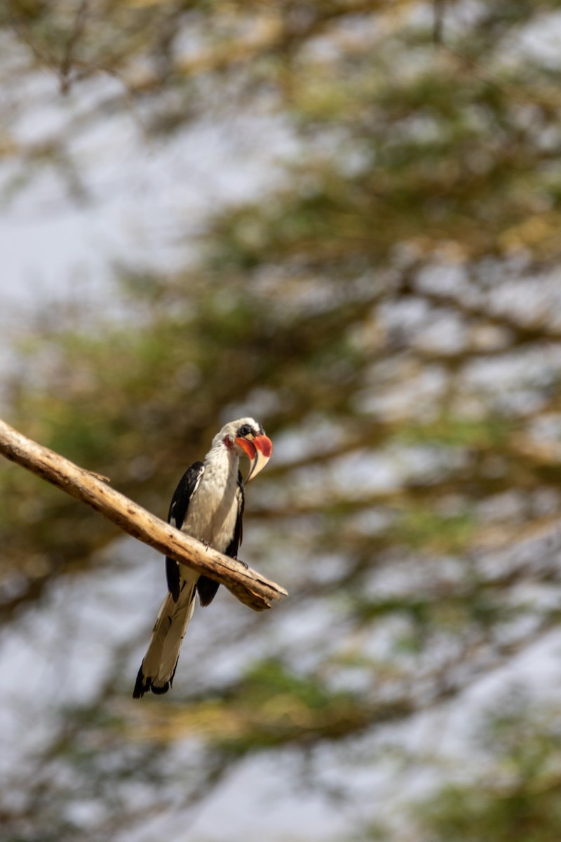 Von der Decken's Hornbill - ML549767171