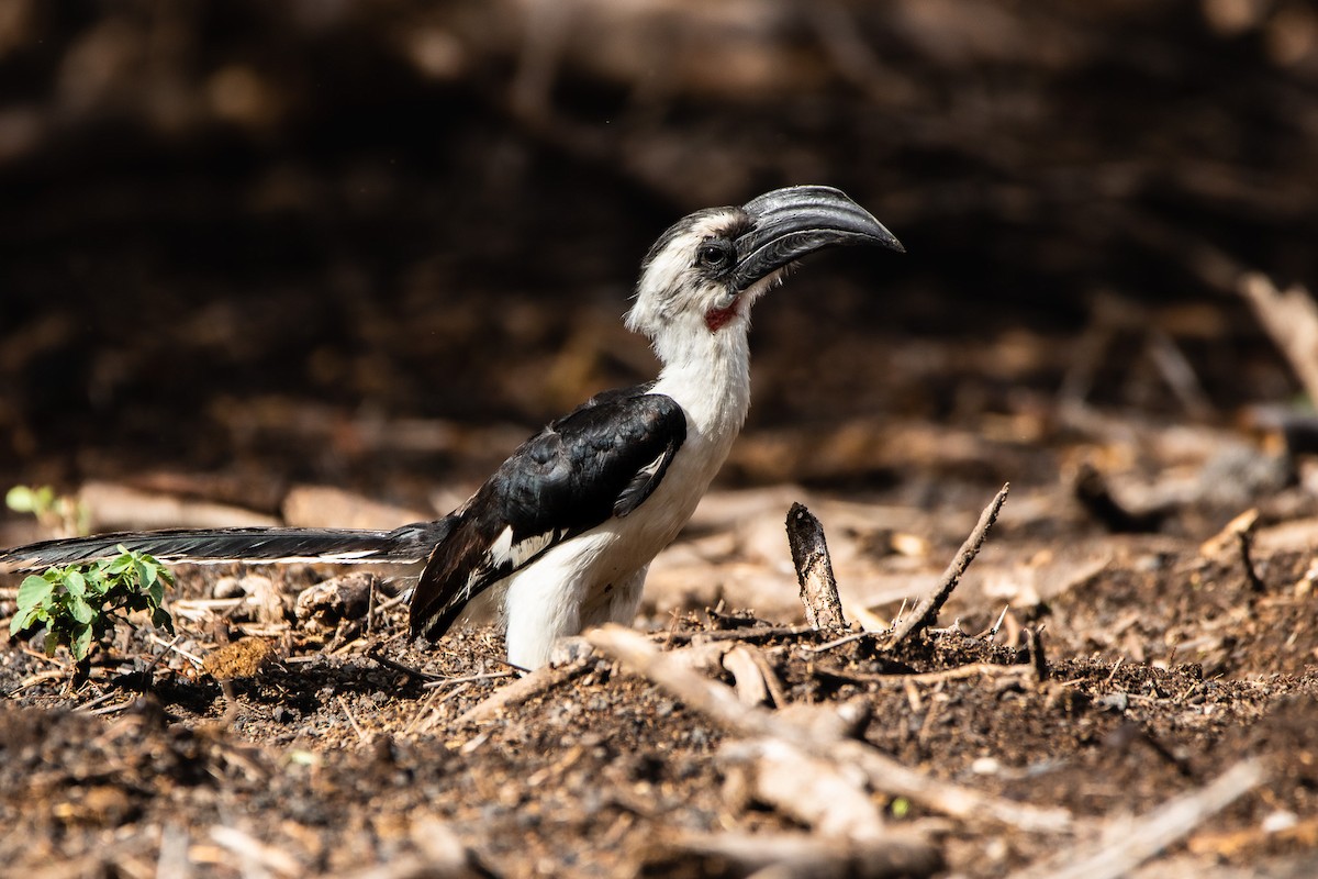 Von der Decken's Hornbill - Nathan Mixon