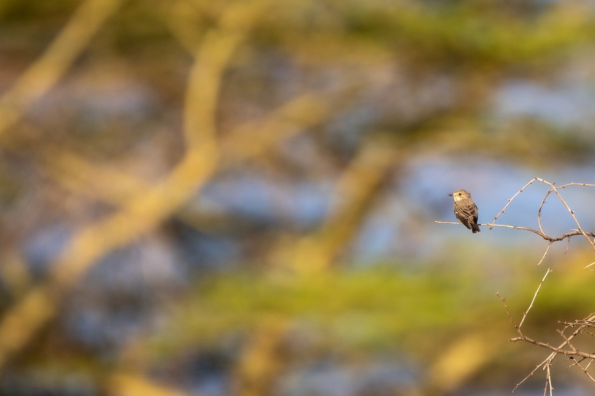 Spotted Flycatcher - ML549767291