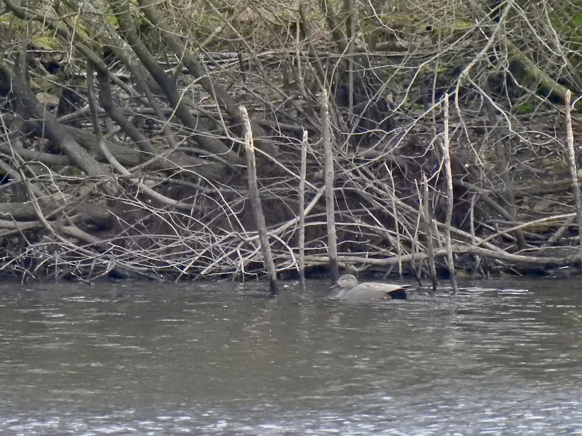 Gadwall (Common) - ML549768531