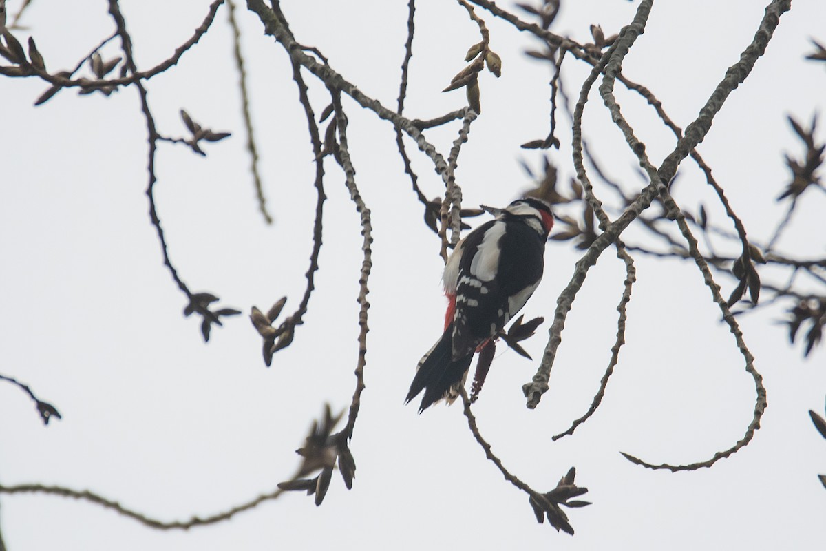 Great Spotted Woodpecker - David Campbell