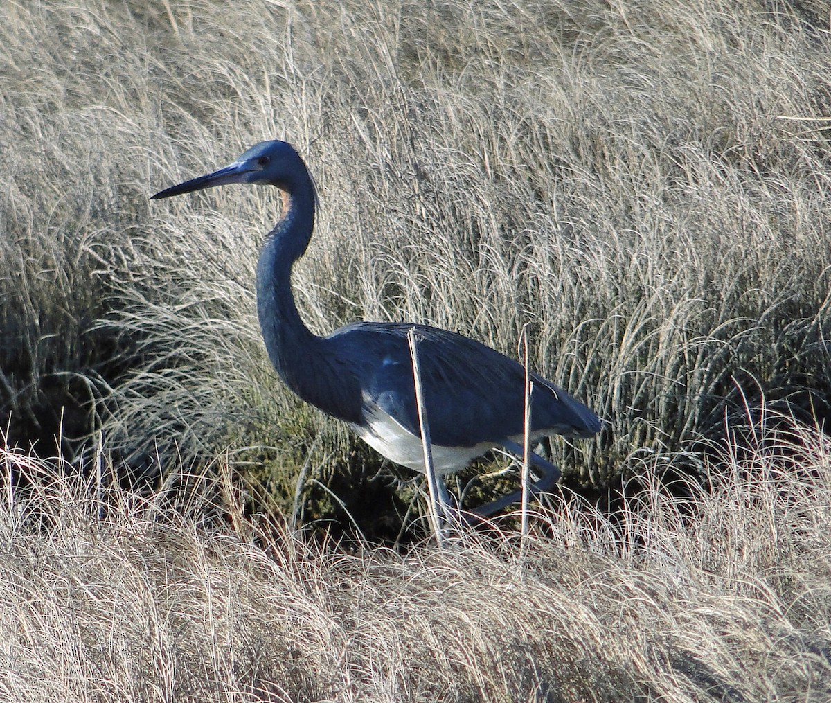 Tricolored Heron - ML54976931