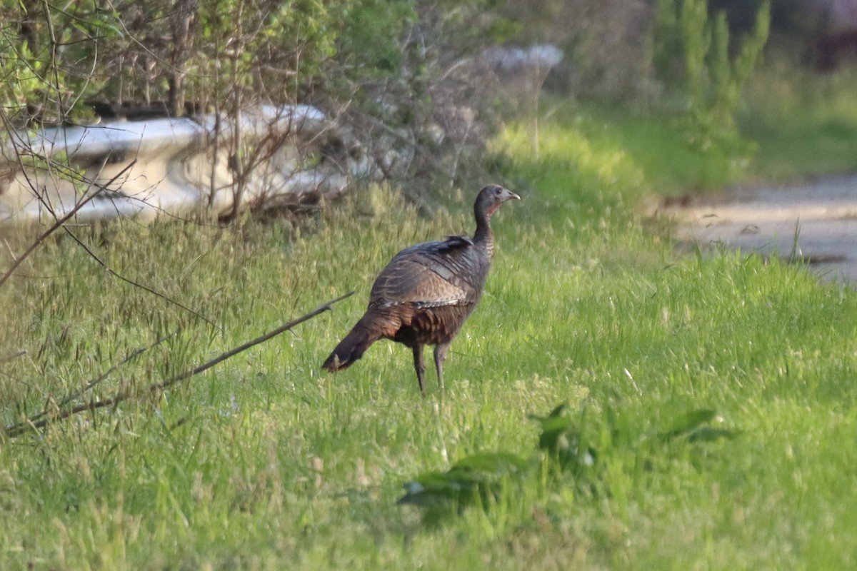 Wild Turkey - ML549769511