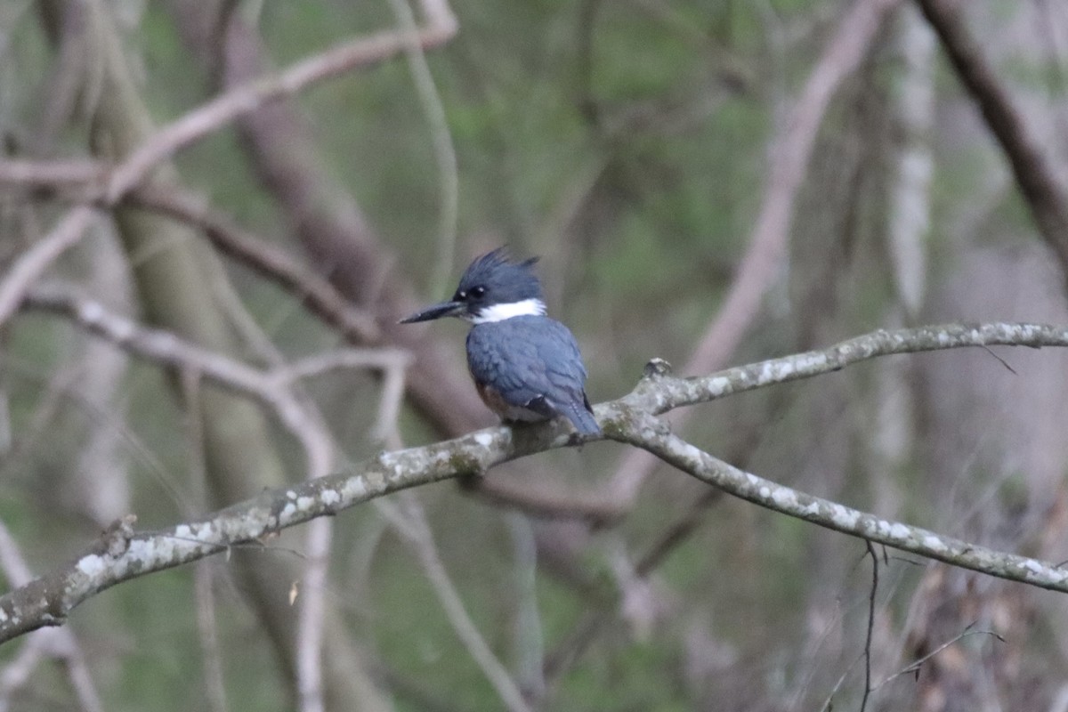 Belted Kingfisher - ML549769611