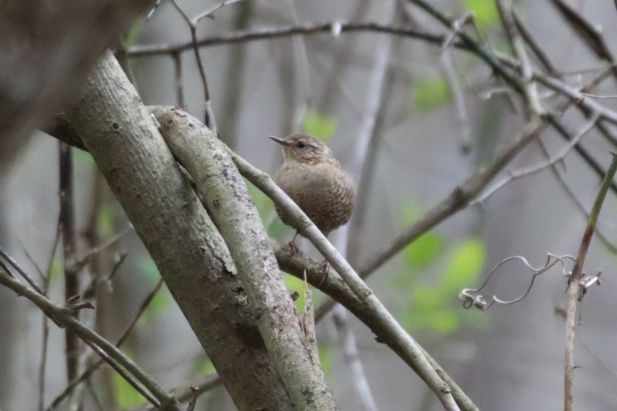 Winter Wren - ML549769681