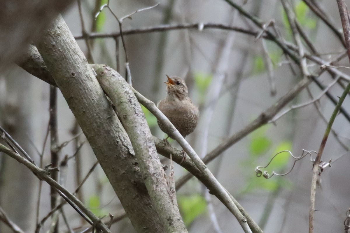 Winter Wren - ML549769691