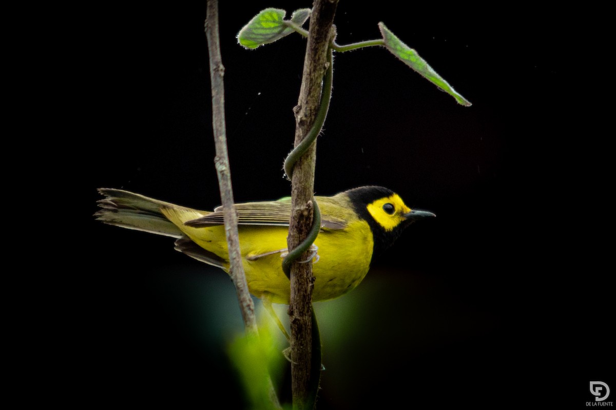 Hooded Warbler - ML549770371