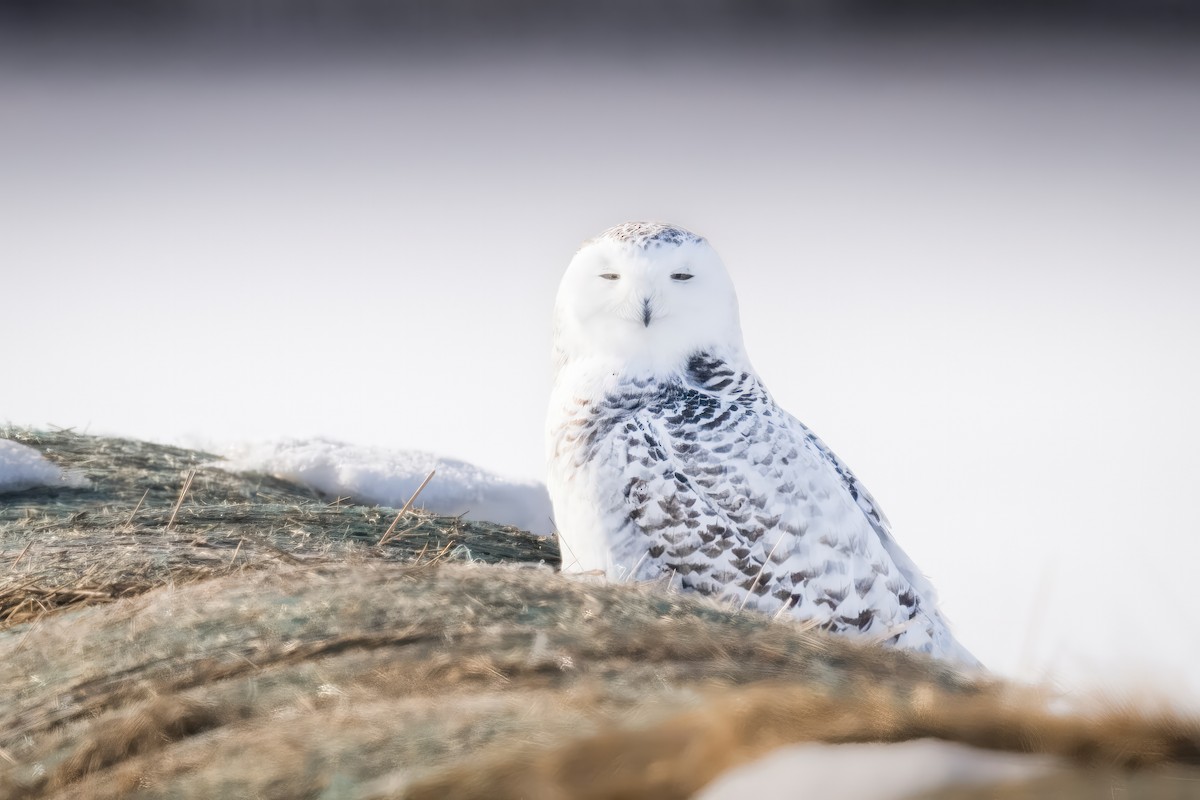 Snowy Owl - ML549771421