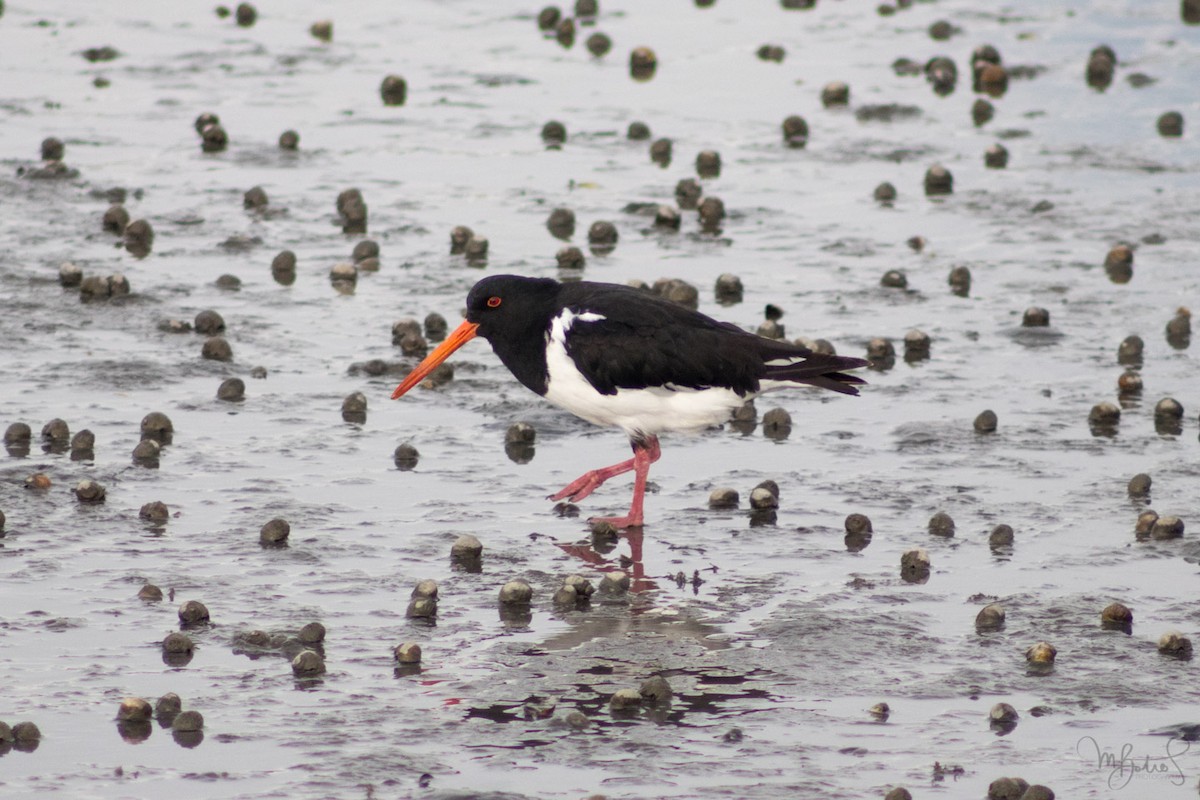 South Island Oystercatcher - ML549772531