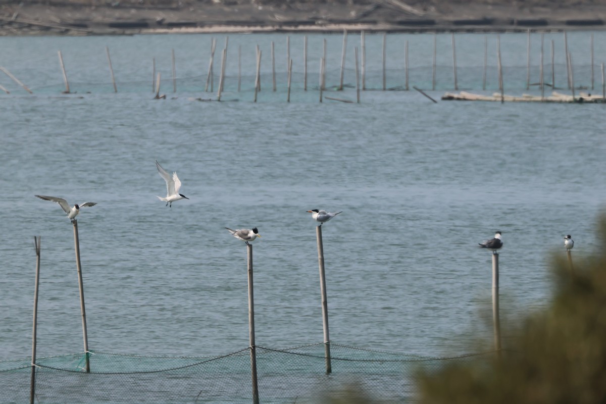 Beccapesci - ML549772541