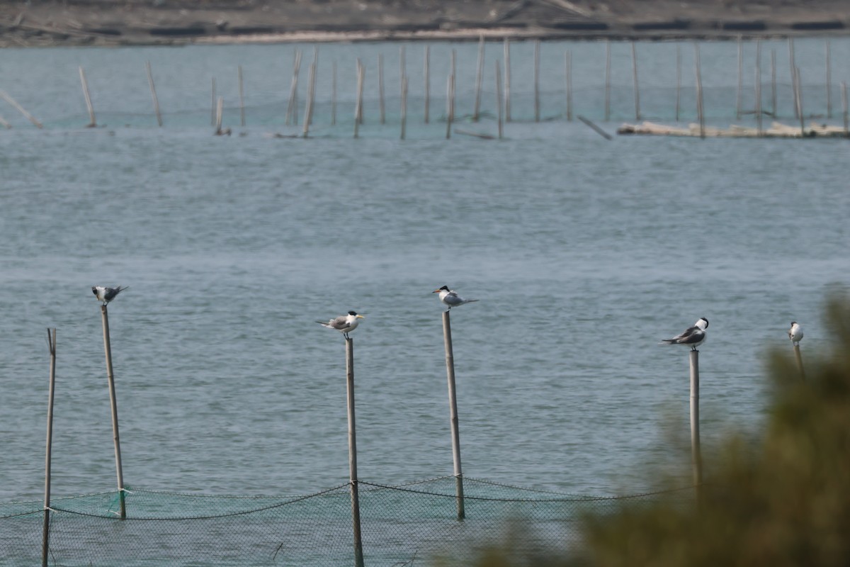 Chinese Crested Tern - ML549772581