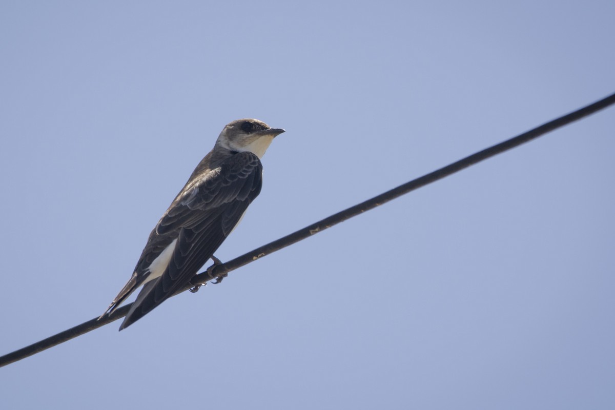 Golondrina Parda - ML549773951