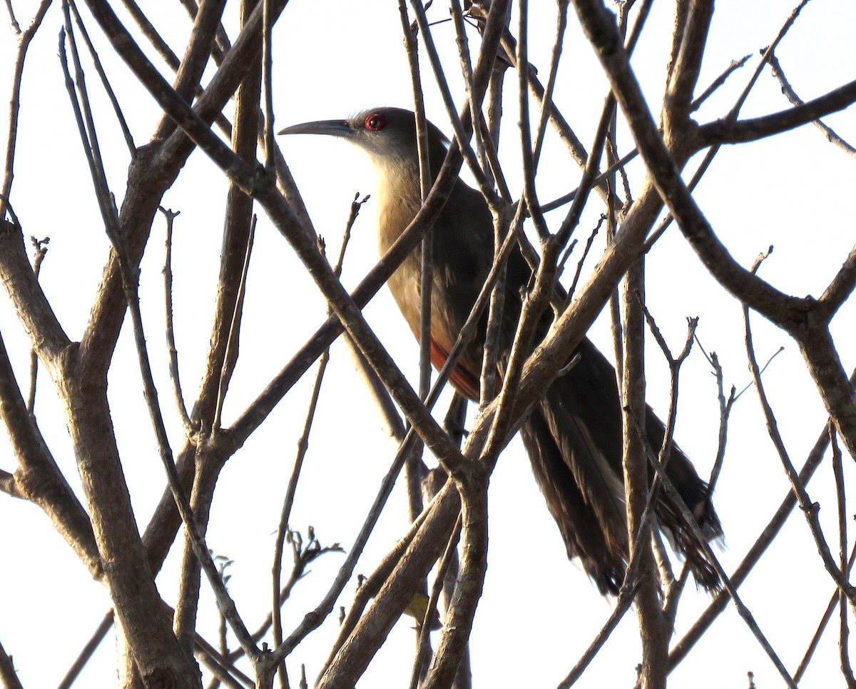 Great Lizard-Cuckoo - ML54977461