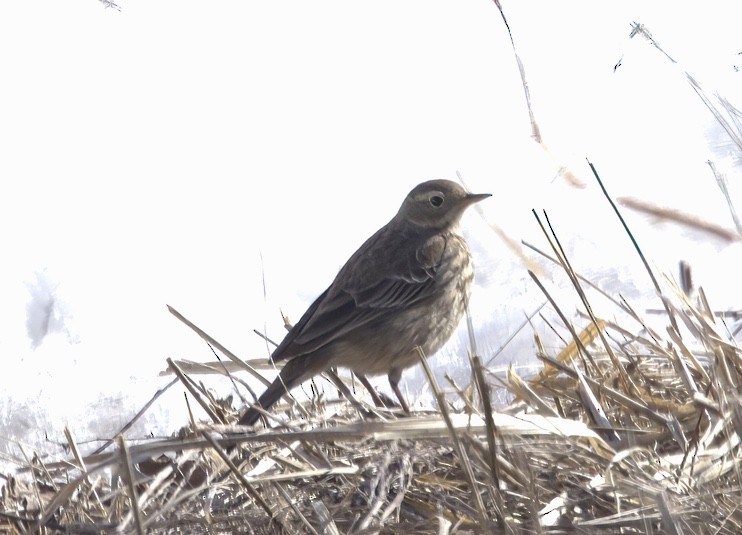 American Pipit - ML549774941