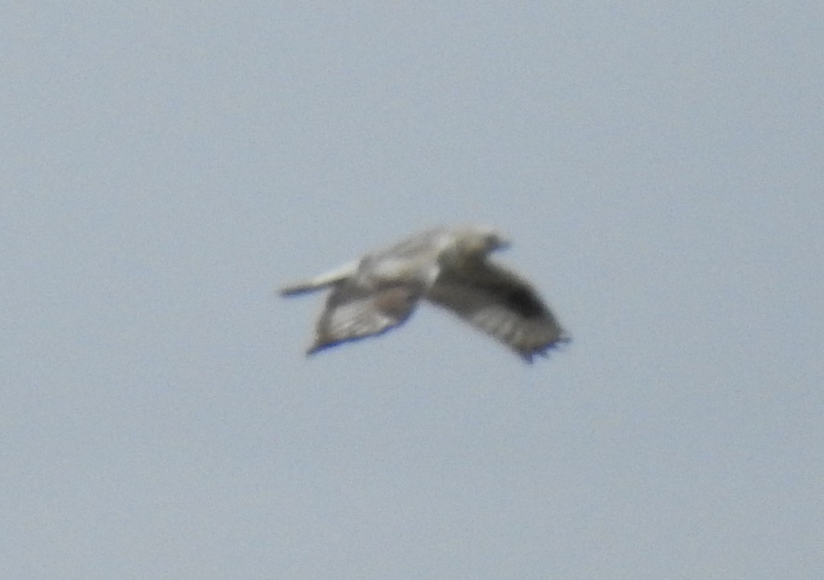 Rough-legged Hawk - ML54977521