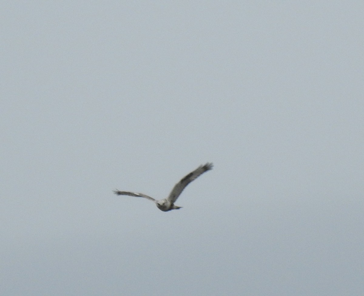 Rough-legged Hawk - ML54977531