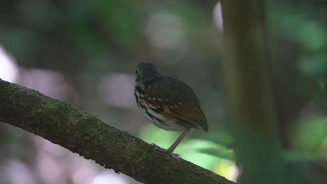 Streak-chested Antpitta - ML549776161