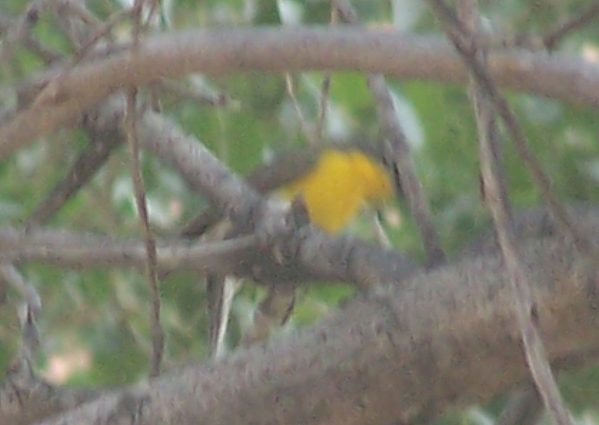 Yellow-breasted Chat - Elizabeth Hawkins