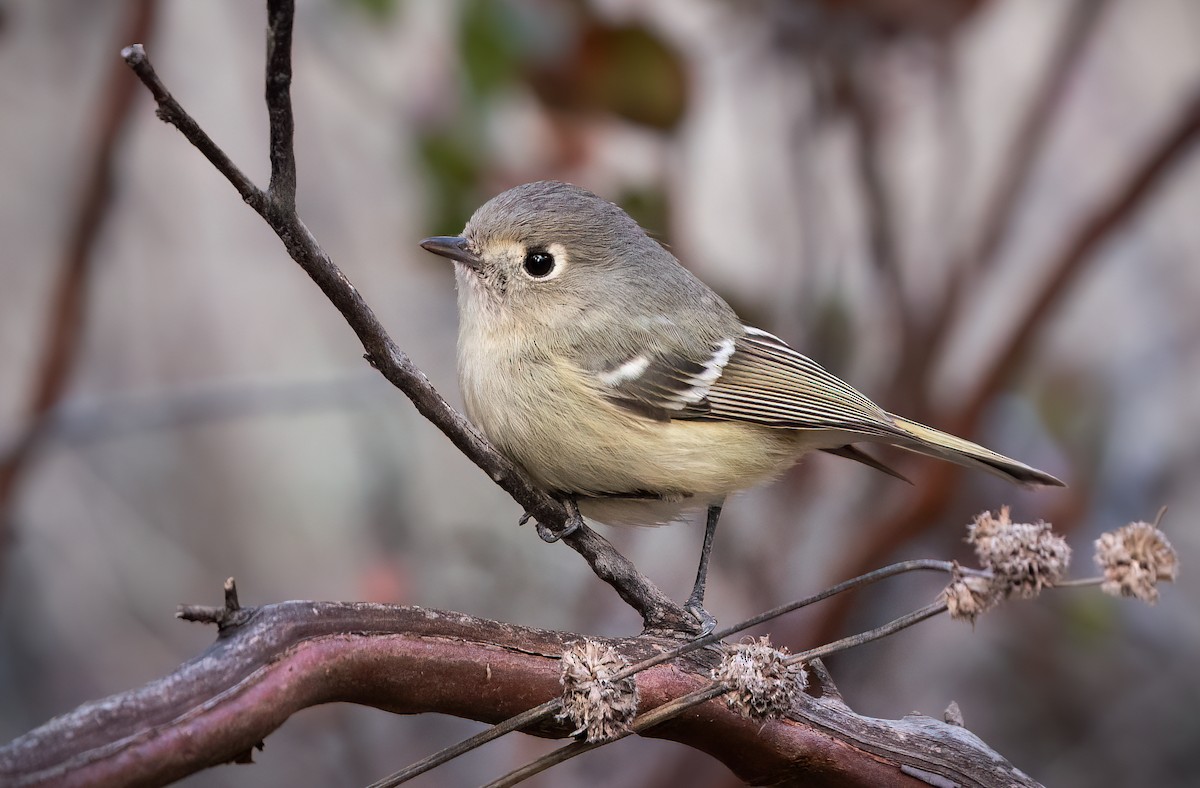 Hutton's Vireo - Shawn Cooper